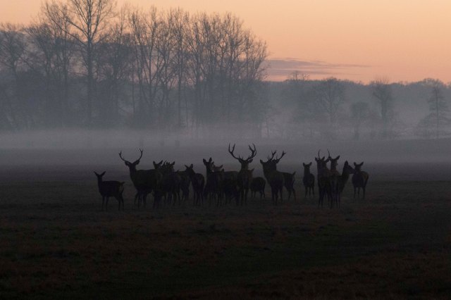 deers in the sunset fog